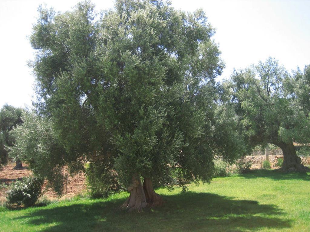 파사노 La Vigna Vecchia 게스트하우스 외부 사진